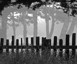 Fog Lines