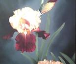 "Gayles Irises"