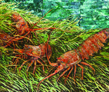 Beneath the Eelgrass