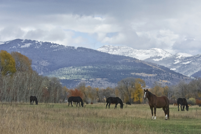 Idaho Horses