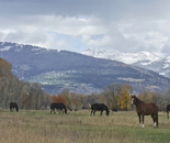 Idaho Horses