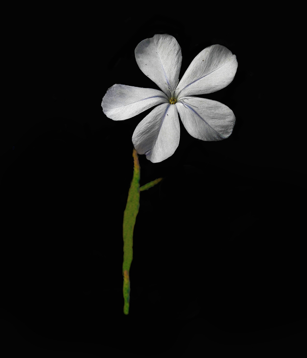 Lonely Flower