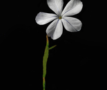 Lonely Flower
