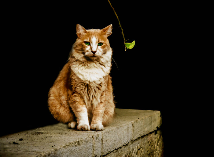 Mystery Cat