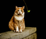 Mystery Cat