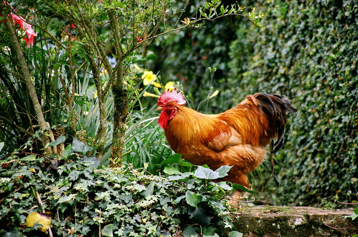 Cocky Rooster