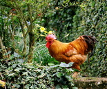 Cocky Rooster