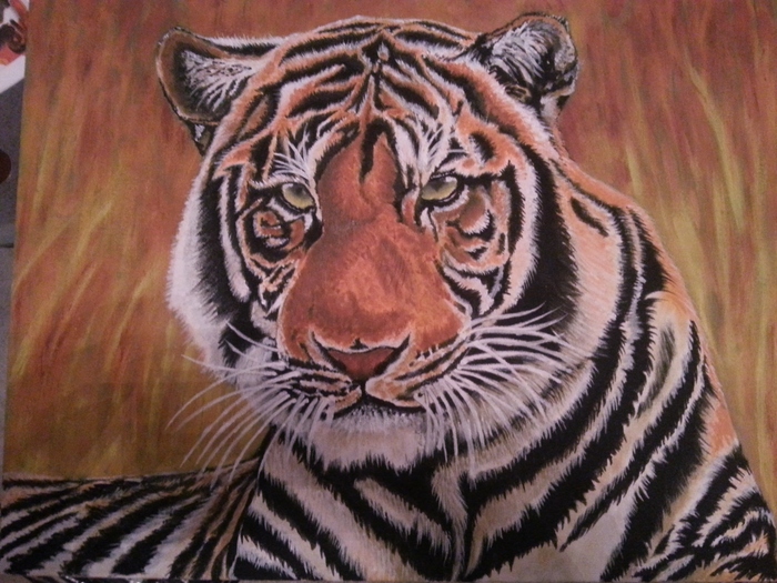 Tigers Stare