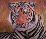 Tigers Stare