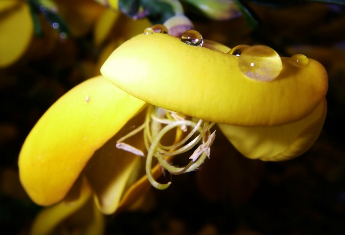 Broomstick flower