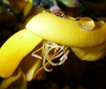 Broomstick flower