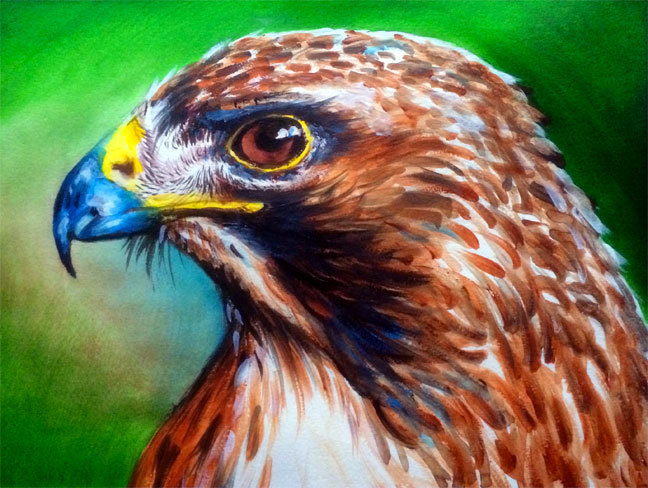 hawk
