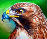 hawk
