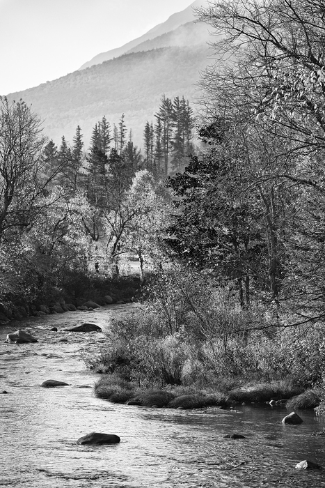 RIVER AND TREES