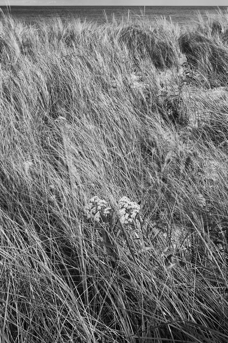 BEACH GRASS