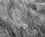 BEACH GRASS