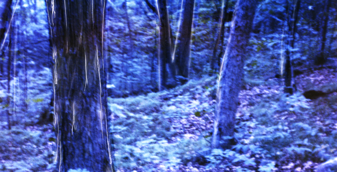 'Midnight Forest' -a panoramic photograph 