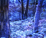 'Midnight Forest' -a panoramic photograph 