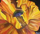 Big Yellow Poppy
