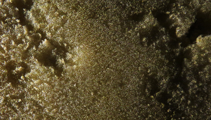Sponge 