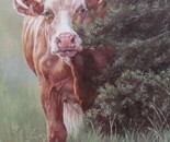 Peek a Boo Cow