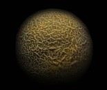 melon