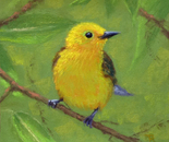 Yellow Warbler