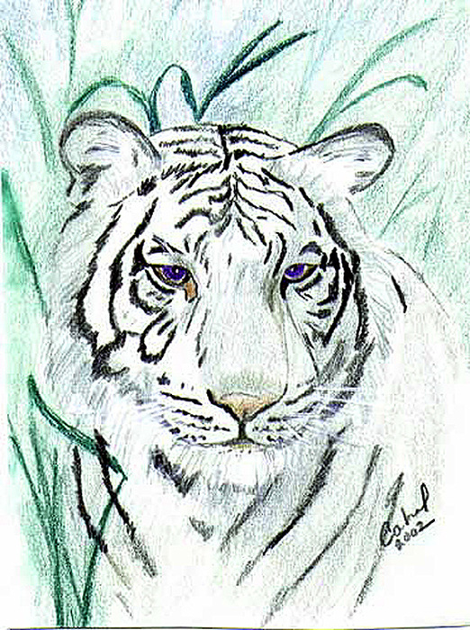 Royal White Bengal Tiger