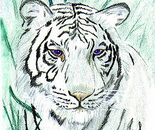 Royal White Bengal Tiger