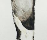 DOG'S LEG