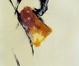 Introspectus 4