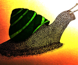 The Beauty of a Snail