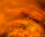 Autumn Color in Abstract