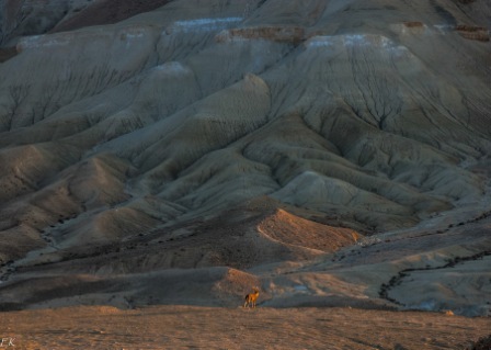 desert 4
