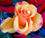 Natalya B. Parris worked at Damascus Community Recreation Center on December 19, 2015; Rental - a Quinceanera party