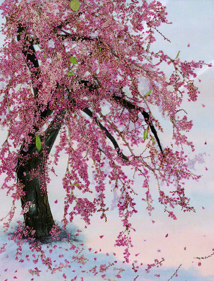 Weeping Cherry
