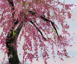 Weeping Cherry