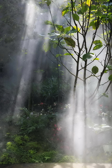 Sunbeams in the Mist