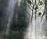 Sunbeams in the Mist