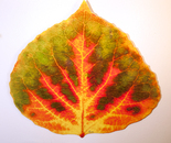 Medium Green, Orange, and Red Aspen Leaf 2