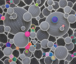 Infected Cells