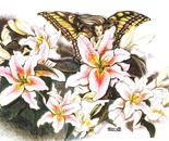 Stargazer Fairy