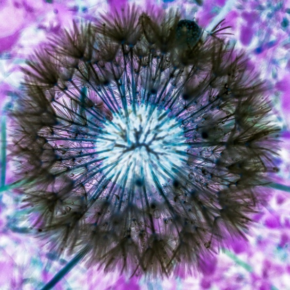 Dandelion
