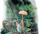 Fairy Shower