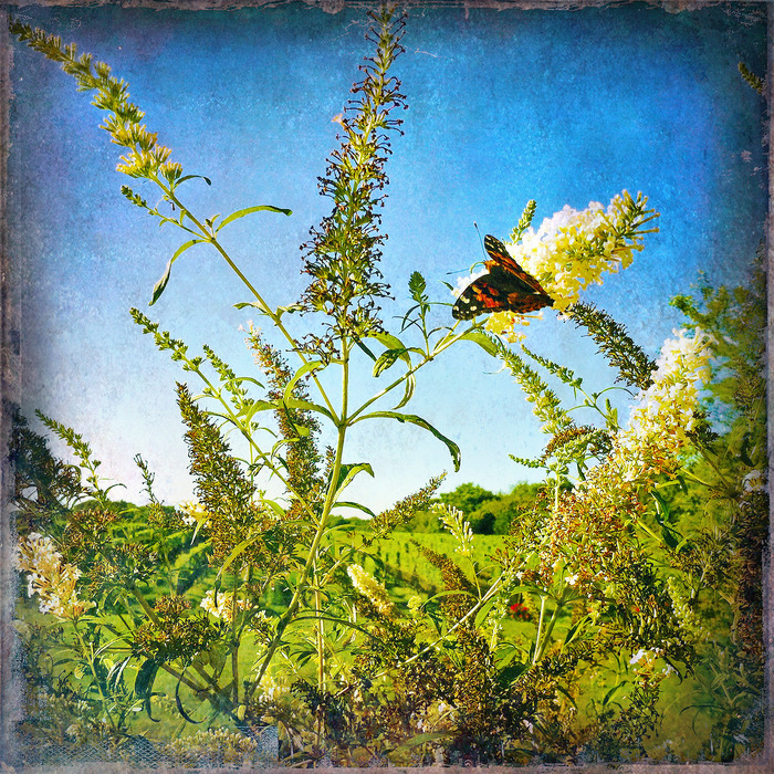Butterfly