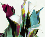 Lily Pastel Pastiche