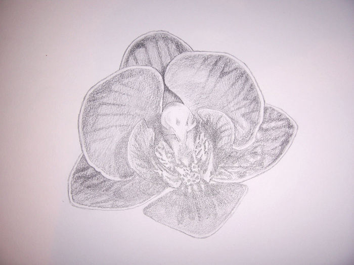 Orchid