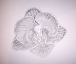 Orchid
