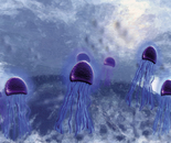 Jelly