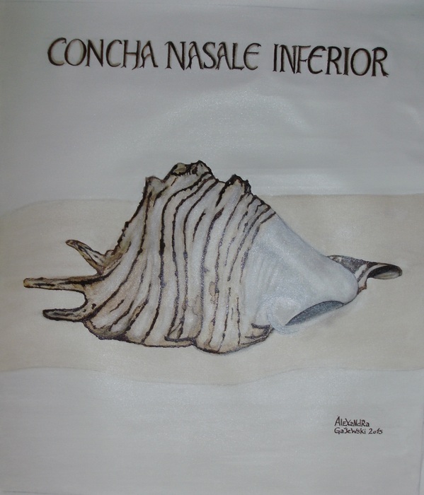 Concha Nasale Inferior